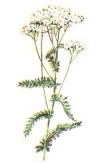 Imagine cu planta: Coada-Soricelului (Achillea millefolium)