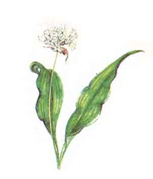 Imagine cu planta: Leurda (Allium ursinum)