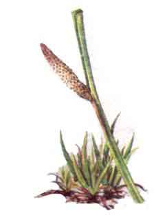 Imagine cu planta: Obligeana (Acorus calamus)