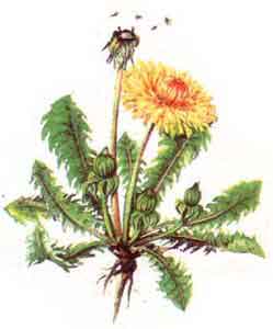 Imagine cu planta: Papadia (Taraxacum officinale)