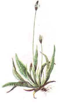 Imagine cu planta: Patlagina - Ingusta (Plantago lanceolata)
