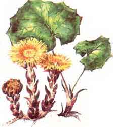 Imagine cu planta: PODBALUL (Tussilago farfara)
