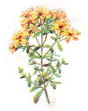 Imagine cu planta: SUNATOAREA (Hypericum perforatum)