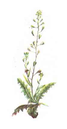 Imagine cu planta: TRAISTA-CIOBANULUI (Capsella bursa-pastoris)