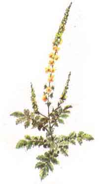 Imagine cu planta: TURITA-MARE (Agrimonia eupatoria)
