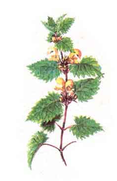 Imagine cu planta: URZICA-MOARTA-GALBENA (Lamium galeobdolon)